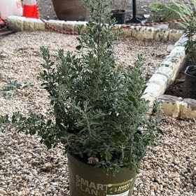 Photo of the plant species Green Cloud Texas Sage by @LoyallyMayapple named Texas Sage Green Cloud on Greg, the plant care app