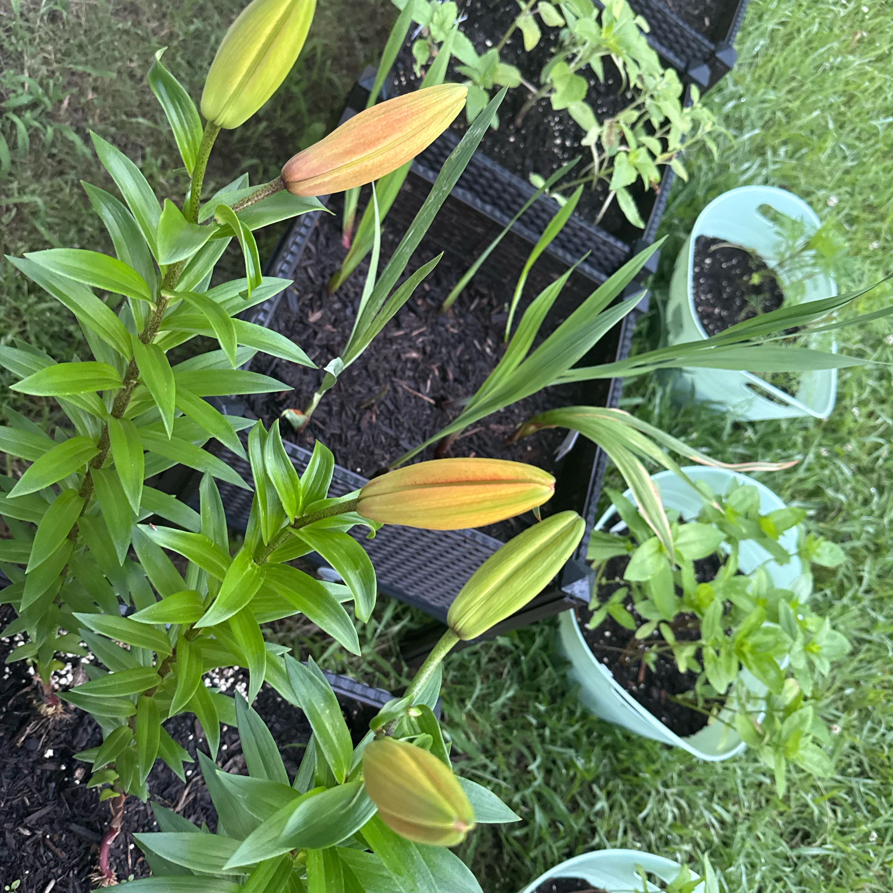 Photo of the plant species Forever Susan Asiatic Lily by @LeadUngnadia43 named Oscar on Greg, the plant care app