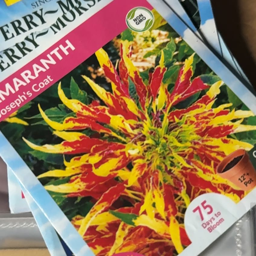 Photo of the plant species Edible Amaranth by @LeadUngnadia43 named Dax on Greg, the plant care app