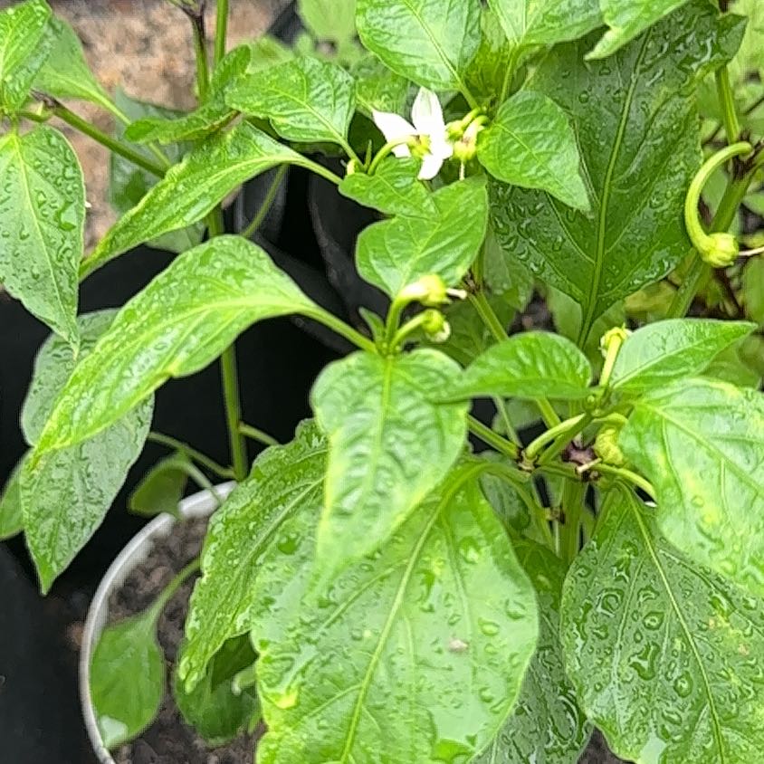 Photo of the plant species Hot Banana Pepper by @TopChosmo58 named Terra on Greg, the plant care app