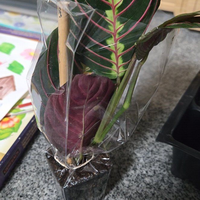 Photo of the plant species Prayer Plant by @FetchingOakfern named Raven on Greg, the plant care app