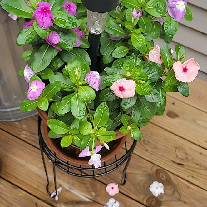 Photo of the plant species Herbaceous Periwinkle by @PiousMelon68 named Bigleef Smalls on Greg, the plant care app