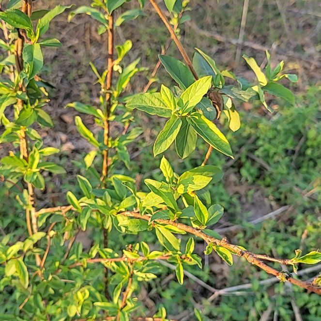 Photo of the plant species Wild Privet by @PiousMelon68 named Taylor Swift on Greg, the plant care app