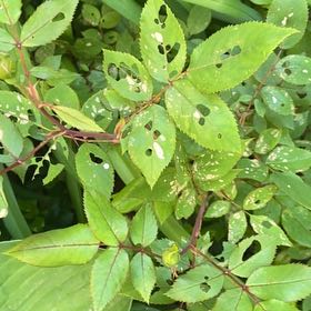 Photo of the plant species Redleaf Rose by @MaestroTomato29 named Dolores on Greg, the plant care app