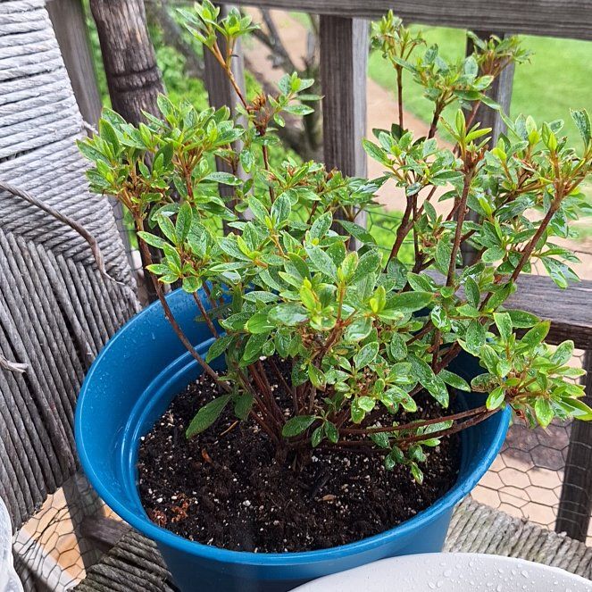 Photo of the plant species Red Formosa Azalea by @MovingKonjac26 named Nithin on Greg, the plant care app