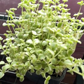 Photo of the plant species Sedum 'Little Shimmer' by @FamousTamarind named Rainier on Greg, the plant care app