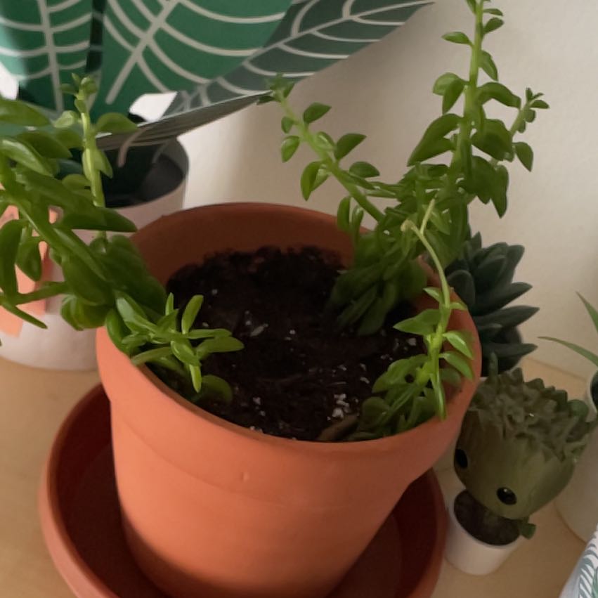 Photo of the plant species Taco Plant by @FamousTamarind named Scarlett on Greg, the plant care app