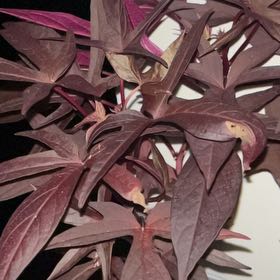 Photo of the plant species Ipomoea 'Proven Accents® Sweet Caroline Raven' by @SavoryRedclover named Fernie Saunders on Greg, the plant care app