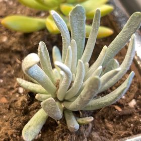Photo of the plant species Senecio scaposus by @DaintyRedwood named Ronaldo on Greg, the plant care app