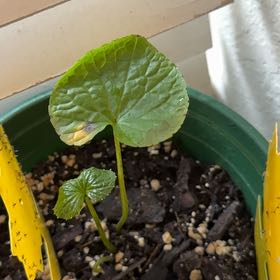 Photo of the plant species Wasabi by @PioneerCoccoon named Diana on Greg, the plant care app