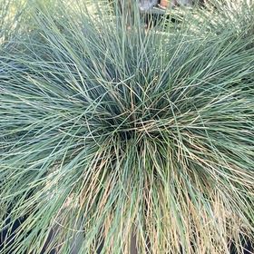 Photo of the plant species Spreading Rush by @PoshMira49 named Athena on Greg, the plant care app