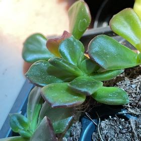 Photo of the plant species Copper Rose by @MuscularOxlip41 named Eva on Greg, the plant care app