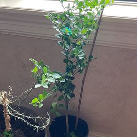 Photo of the plant species Green Finger Lime by @YesLoquat47 named Anne on Greg, the plant care app