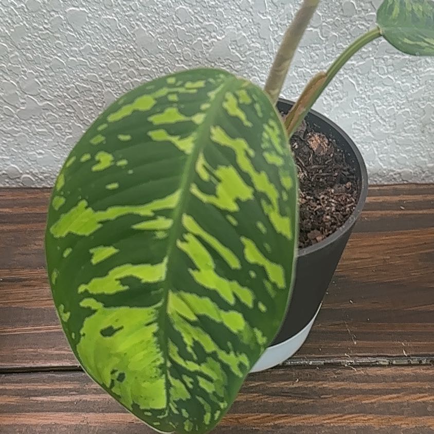 Photo of the plant species Camoflage by @YoungSkypilot8 named Homer on Greg, the plant care app
