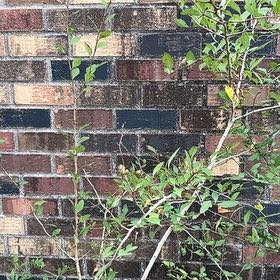 Photo of the plant species Mayhaw by @PivotalGollum39 named Daphne on Greg, the plant care app