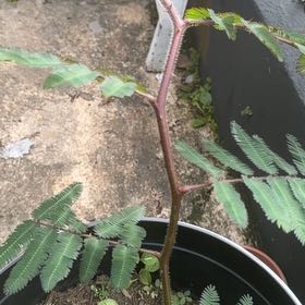 Photo of the plant species Bullhorn Acacia by @ZestMugwort84 named Muhammad Ali on Greg, the plant care app