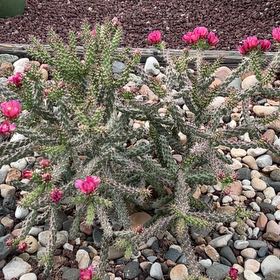 Photo of the plant species Buckhorn Cholla by @ClassyRose42 named Bucky on Greg, the plant care app