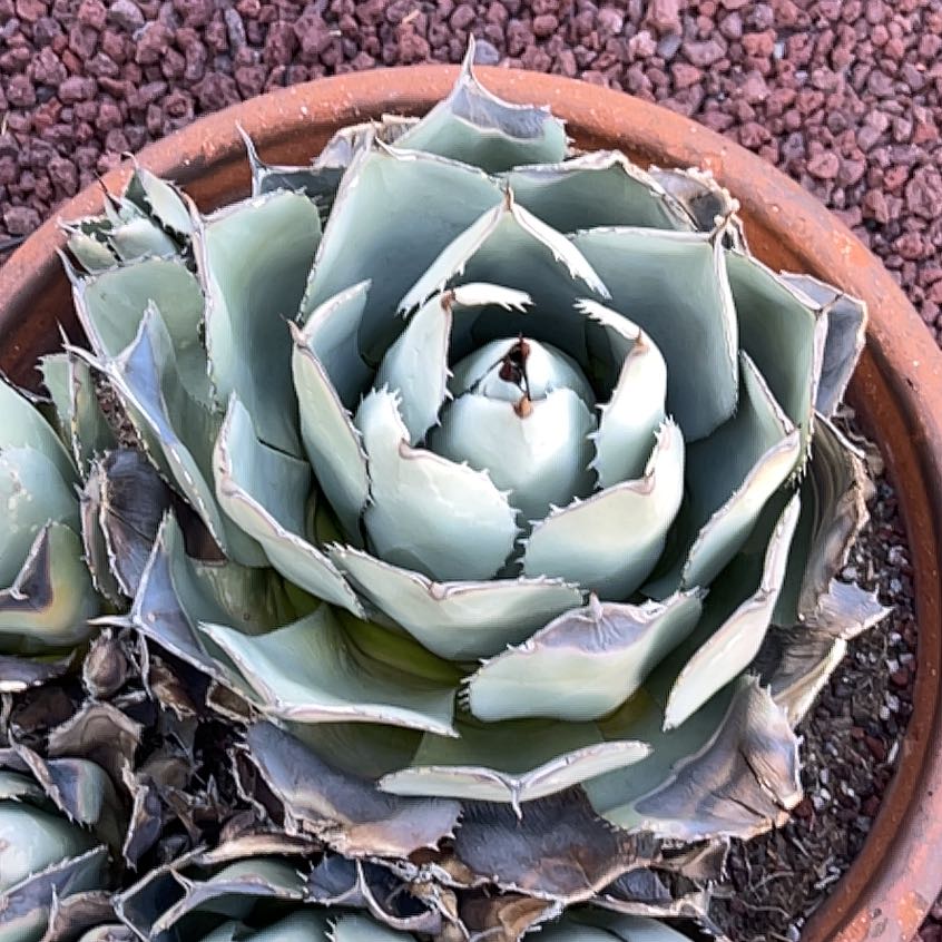 Photo of the plant species Artichoke Agave by @ClassyRose42 named Keanu Leaves on Greg, the plant care app