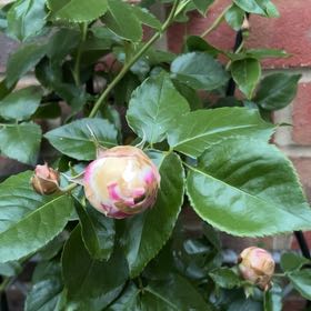 Photo of the plant species Claude Monet Rose by @BuffKonjac30 named Tupot amaroot on Greg, the plant care app