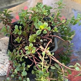 Photo of the plant species Weihenstephaner Gold Stonecrop by @Botanical_girl named Sir Plancelot on Greg, the plant care app