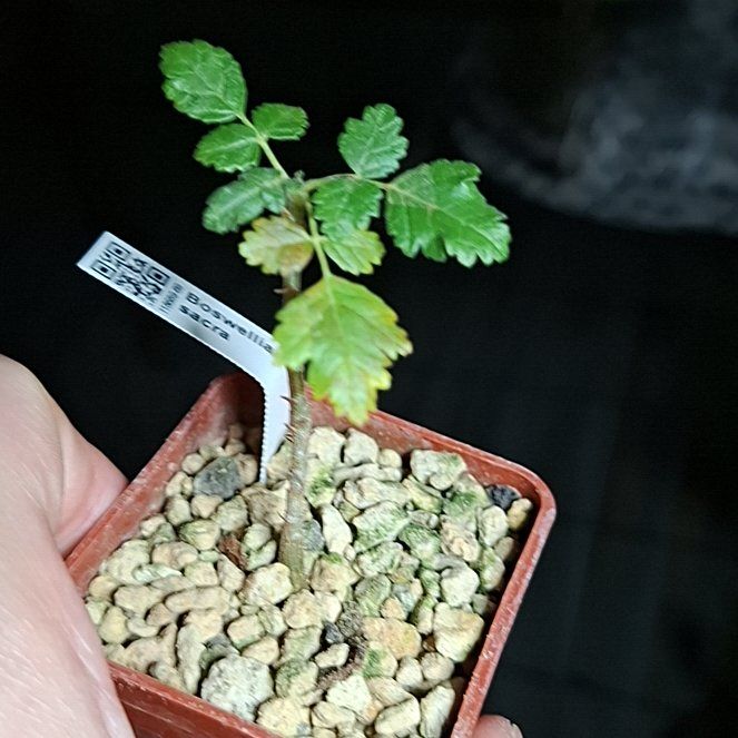Photo of the plant species Frankincense by @ManyLychee42 named Pax on Greg, the plant care app