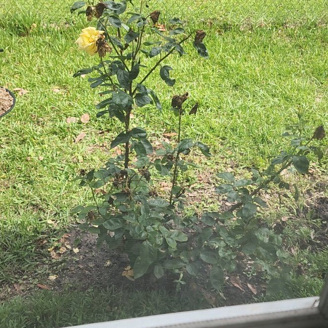 Photo of the plant species Oregold Rose by @GreatVeilwort13 named Gaga on Greg, the plant care app