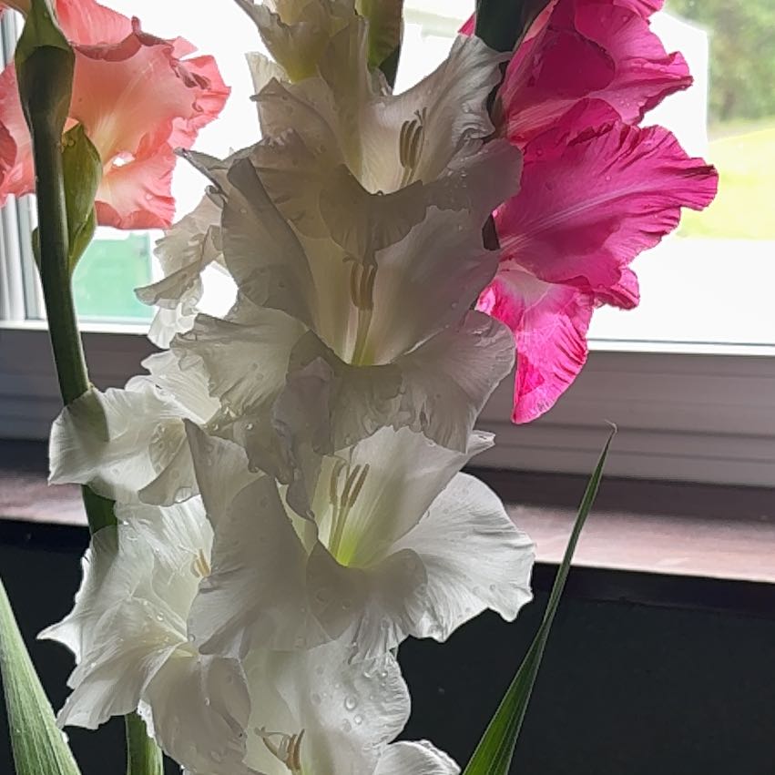 Photo of the plant species Eastern Gladiolus by @JollySnowdrop58 named Huckleberry Fern on Greg, the plant care app