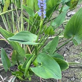 Photo of the plant species Pickerelweed by @JollySnowdrop58 named Plato on Greg, the plant care app