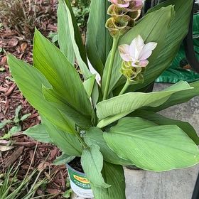 Photo of the plant species Butterfly Ginger by @JollySnowdrop58 named Foxxy on Greg, the plant care app