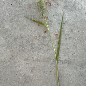 Photo of the plant species Earth Almond by @JollySnowdrop58 named Terra on Greg, the plant care app