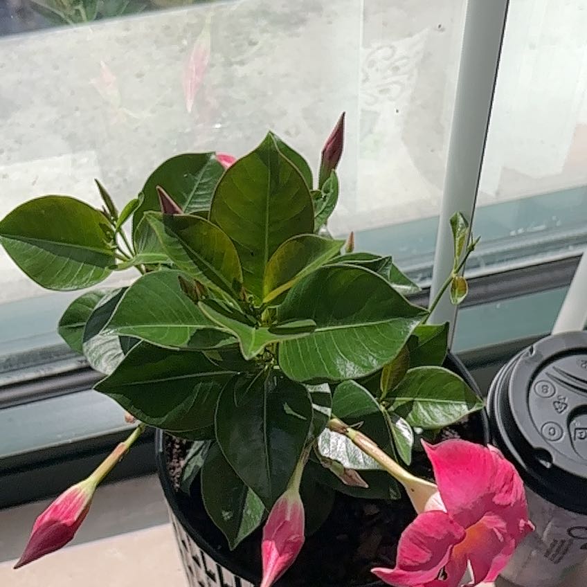Photo of the plant species Madinia Coral Pink Mandevilla by @SuaveGinger27 named Cora on Greg, the plant care app