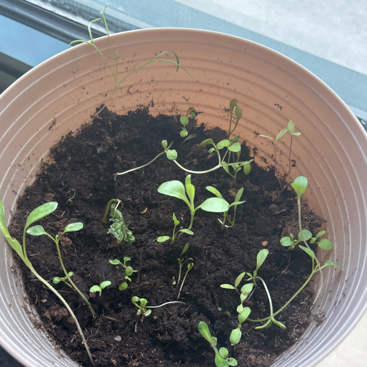 Photo of the plant species Confetti Garden® Trio Mix by @SuaveGinger27 named Gazelle on Greg, the plant care app