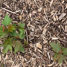 Photo of the plant species Upland Cotton by @IdolChaya92 named Drake on Greg, the plant care app