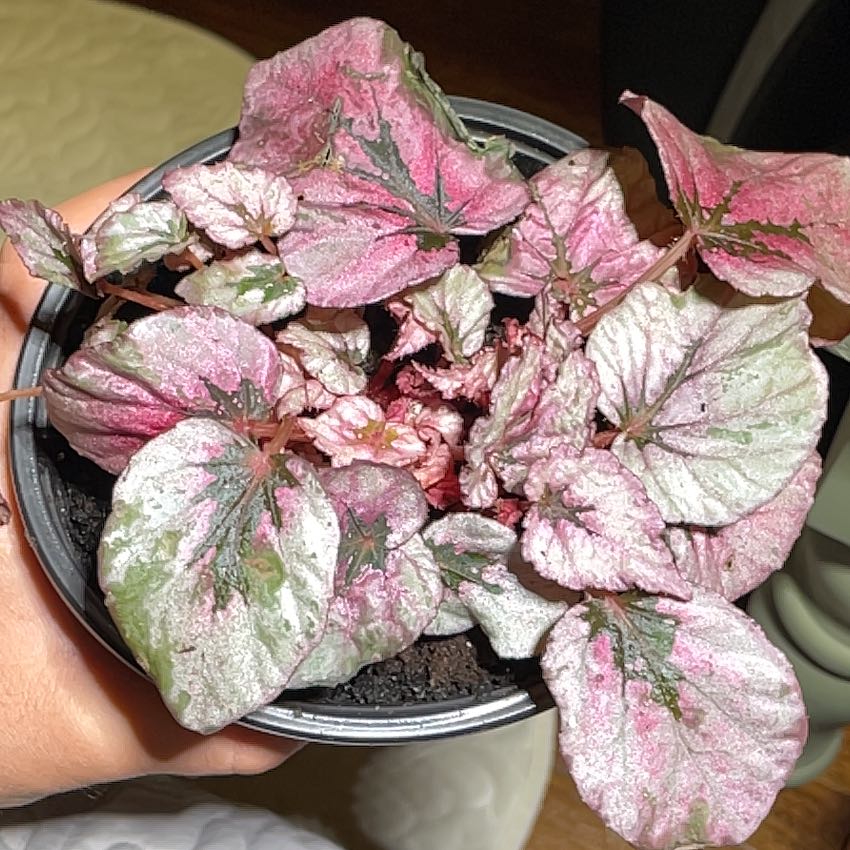 Photo of the plant species Begonia Beleaf® 'Inca Flame' by @ZingyKoa31 named Sir Plancelot on Greg, the plant care app