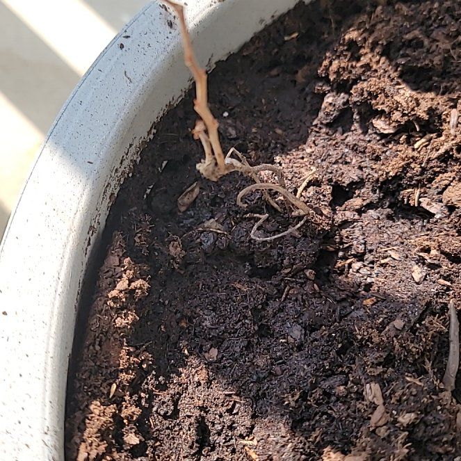 Photo of the plant species Blueberry Bush by @HarmlessHedera9 named Blue on Greg, the plant care app