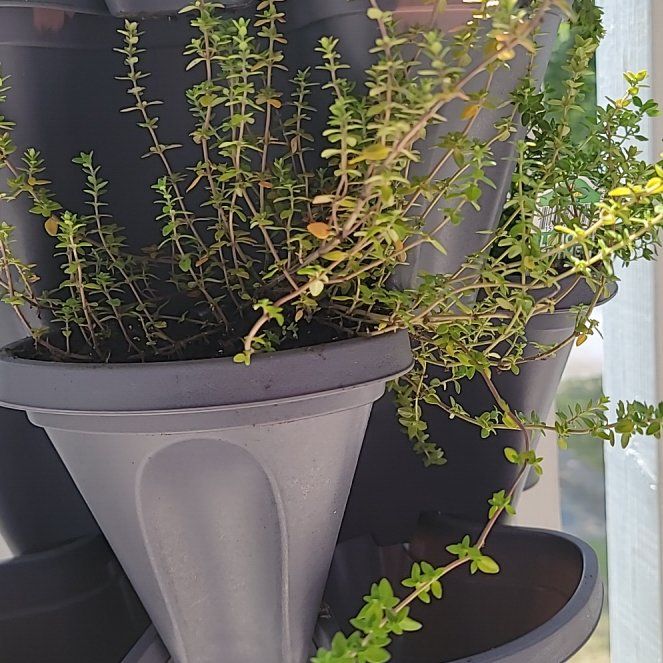 Photo of the plant species French Thyme by @HarmlessHedera9 named François on Greg, the plant care app