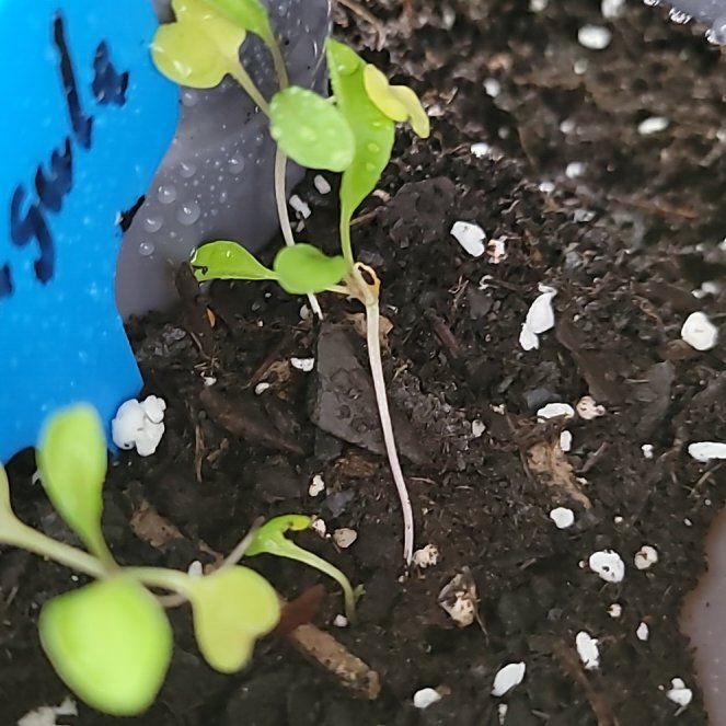 Photo of the plant species Arugula Salad green by @HarmlessHedera9 named Harmony on Greg, the plant care app