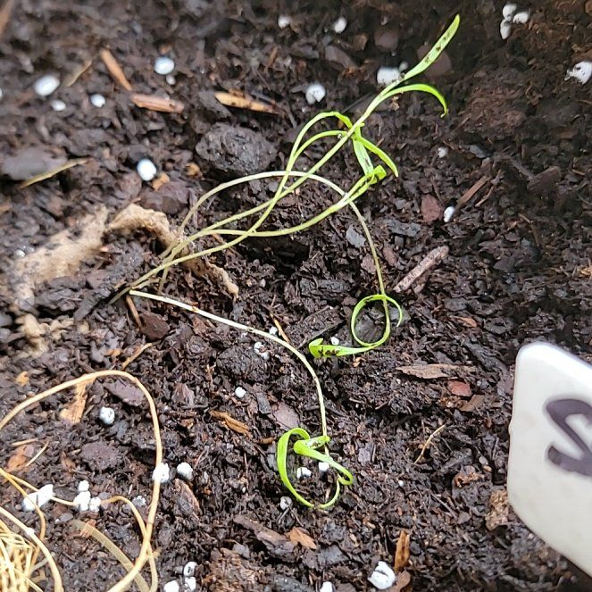 Photo of the plant species Bouquet Dill by @HarmlessHedera9 named Rudeus on Greg, the plant care app