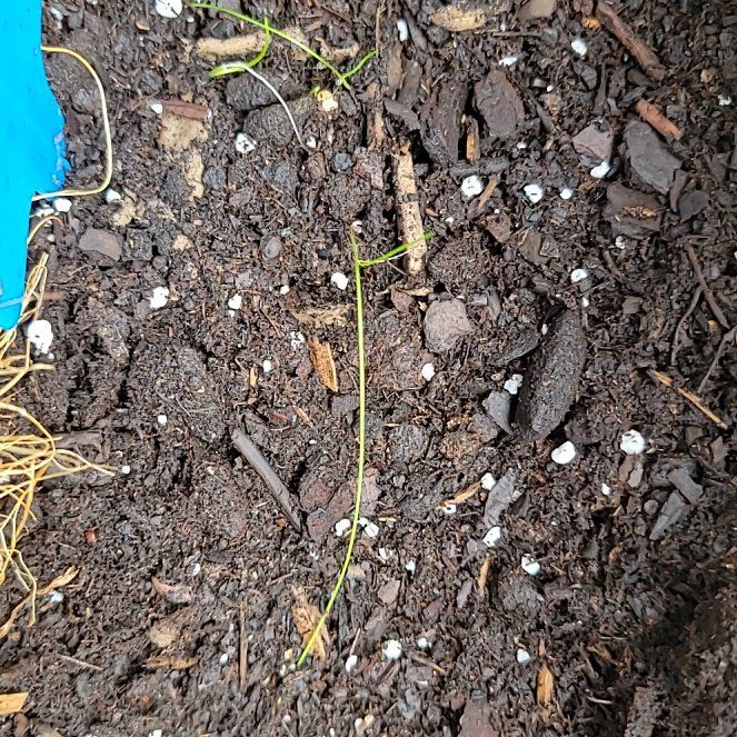 Photo of the plant species Chives 'Staro' by @HarmlessHedera9 named Sakuna on Greg, the plant care app