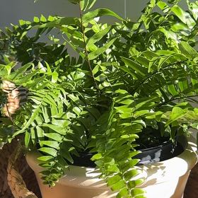 Photo of the plant species Macho Fern by @WarmPygmyiris47 named Rosa on Greg, the plant care app
