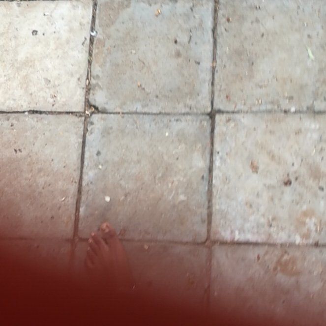 Photo of the plant species Annual Ryegrass by @SoaringLoquat73 named Sol on Greg, the plant care app