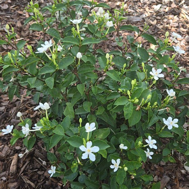 Photo of the plant species Asian Snow Jasmine by @LoyallyChia60 named Leaf Erickson on Greg, the plant care app