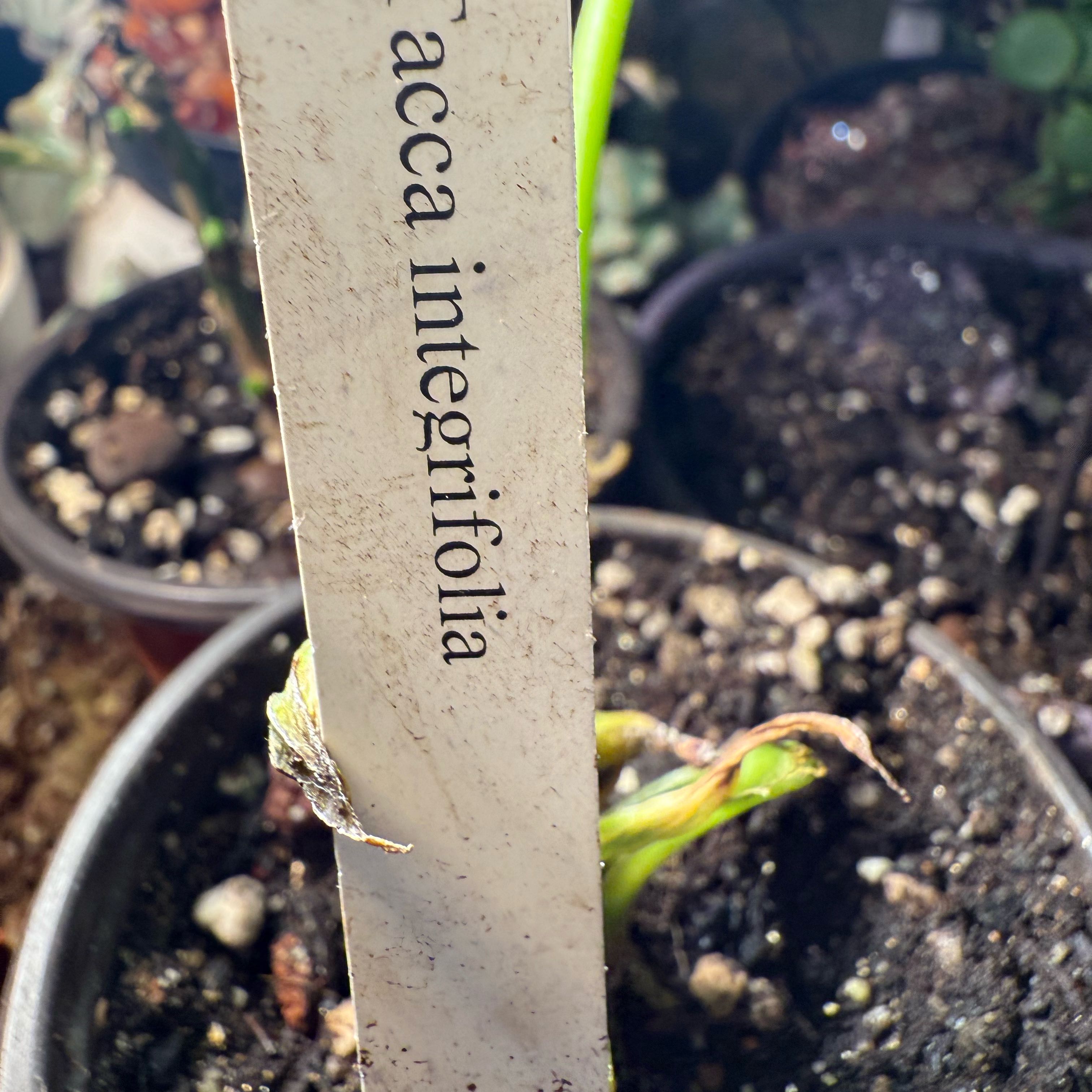 Photo of the plant species White Batflower by @DedicatedLlavea named Max on Greg, the plant care app