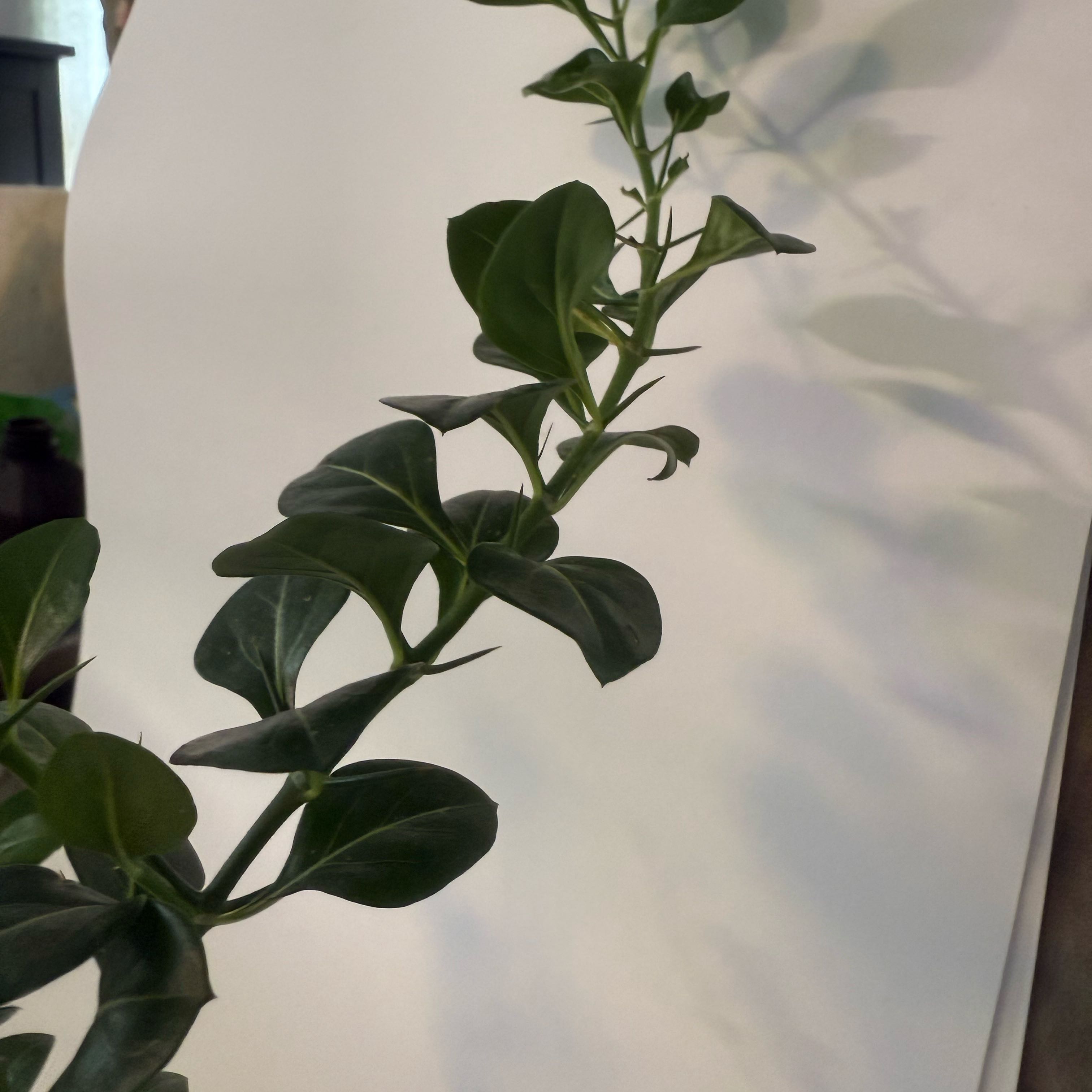Photo of the plant species Round-Leaved Barleria by @DedicatedLlavea named Mando on Greg, the plant care app