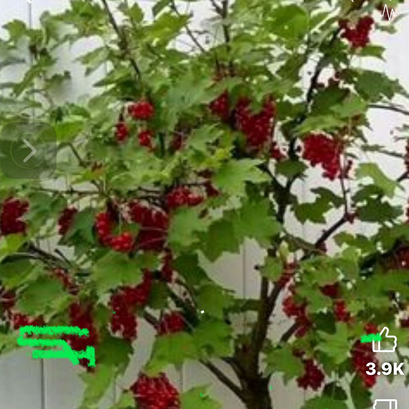 Photo of the plant species Strawberry Tree by @DedicatedLlavea named Mollie on Greg, the plant care app