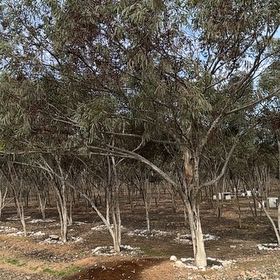 Photo of the plant species Tasmanian Blue Gum by @DedicatedLlavea named Willow on Greg, the plant care app