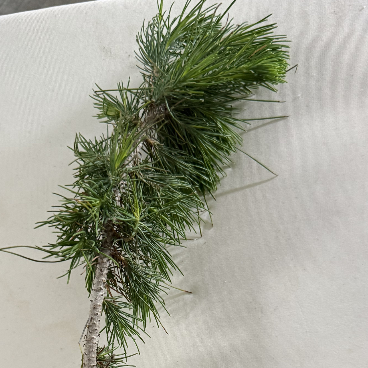 Plant care for Afghan Pine on Greg, the plant care app