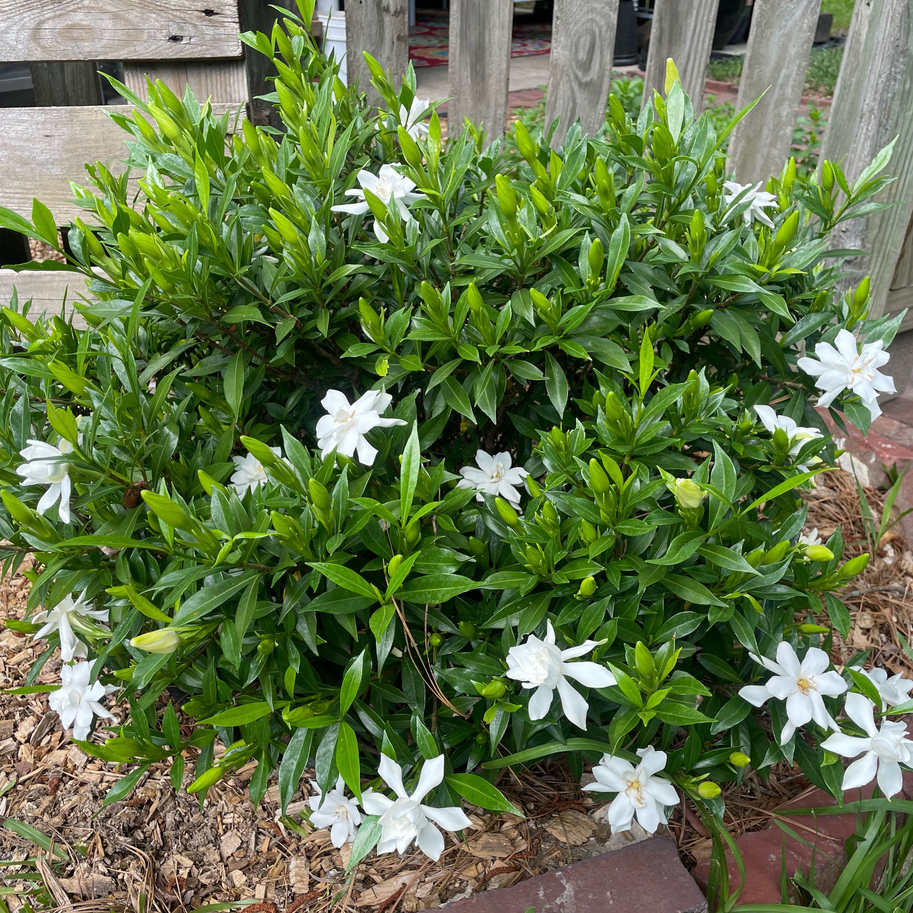 Photo of the plant species Frost Proof Gardenia by @SolidlyBacopa32 named Winston on Greg, the plant care app