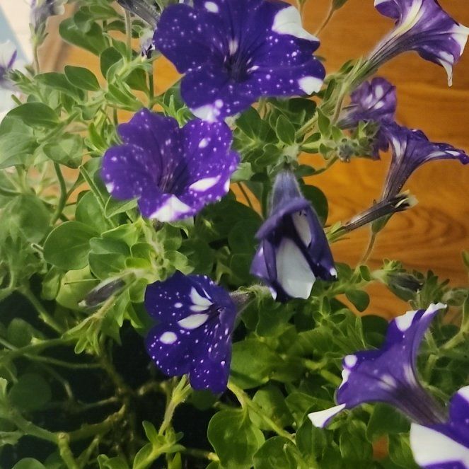 Photo of the plant species Night Sky Petunia by @WinAlpinefir15 named Rainier on Greg, the plant care app
