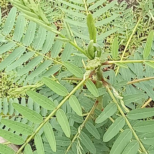 Photo of the plant species African Senna by @QuietLime45 named Kylie on Greg, the plant care app